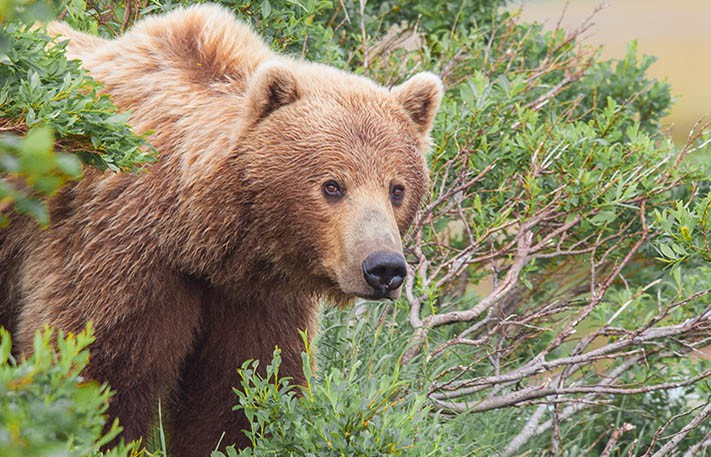 Experience Alaska's abundance of wildlife