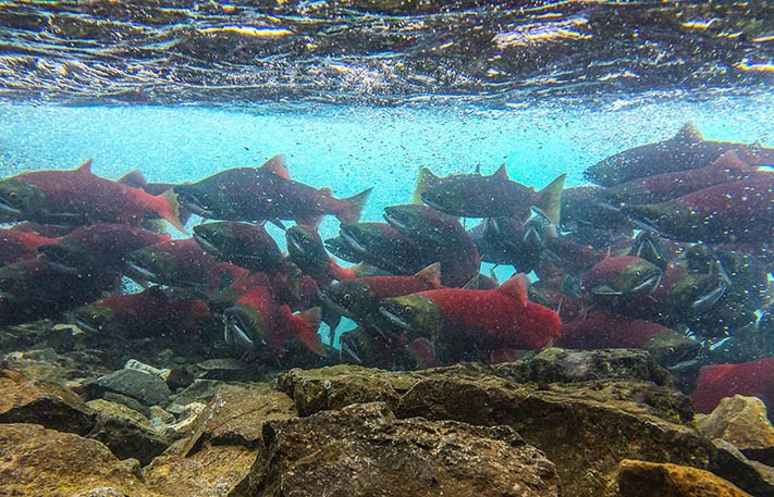 Massive runs of salmon